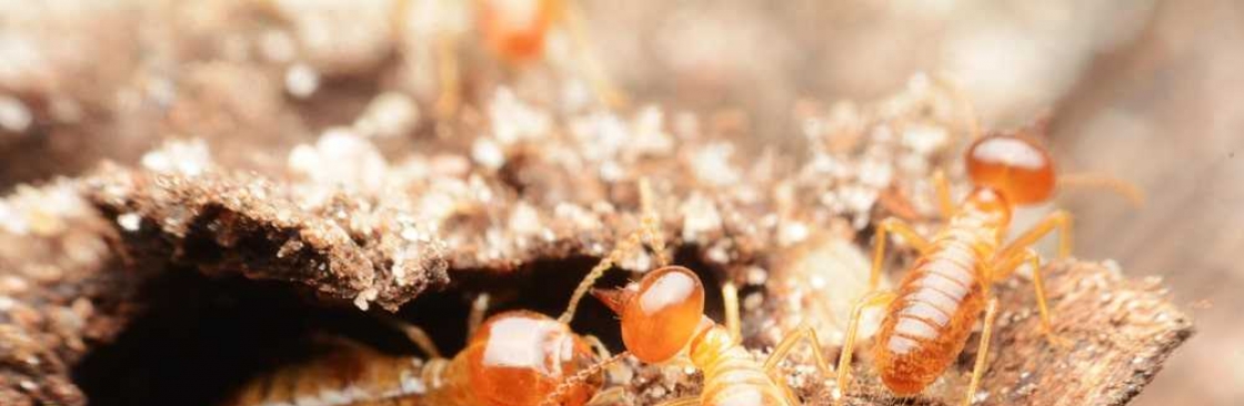 Termite Control Sydney Cover Image