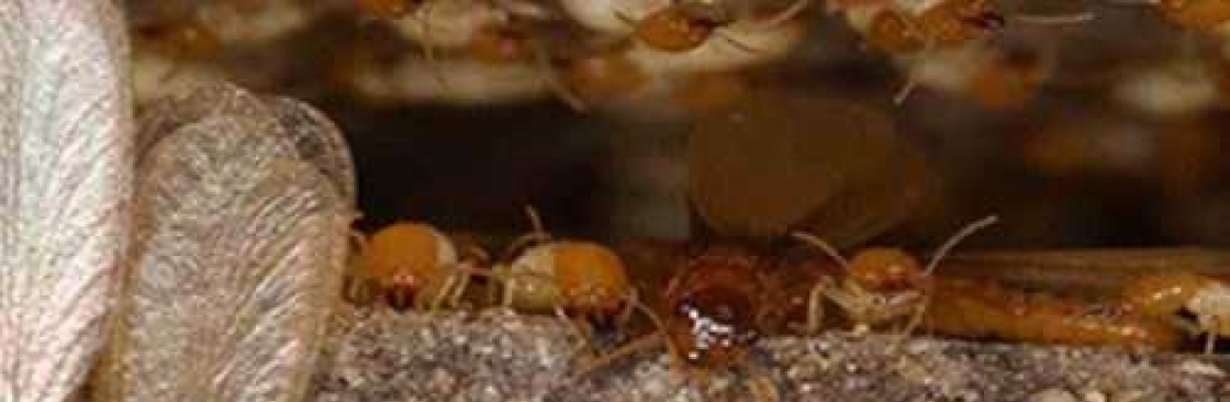 Termite Control Hobart Cover Image