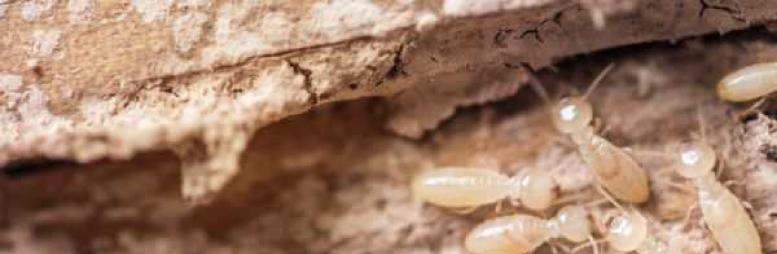 Termite Control Sunshine Coast Cover Image
