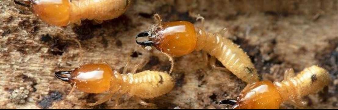 Termite Control Adelaide Cover Image