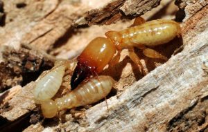 Termite Treatment Melbourne, Termite Inspections & Control - M&R Termite Solutions