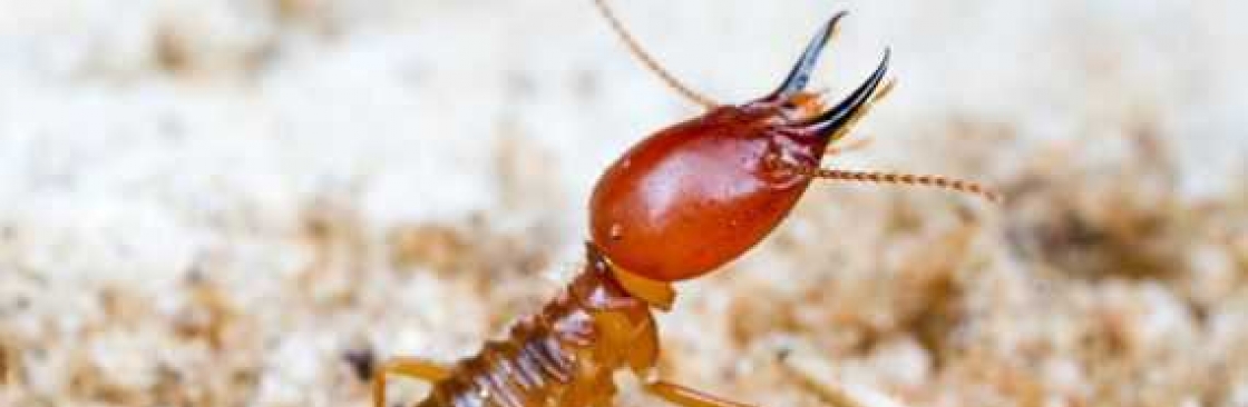 Termite Control Melbourne Cover Image