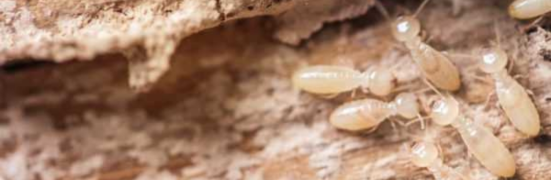 Termite Control Ipswich Cover Image