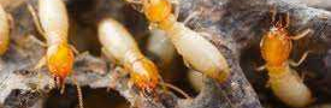 Termite Inspection Redland Cover Image