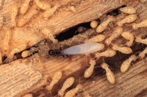 Termite Treatment Epping, Control & Inspection - Pest Control Epping