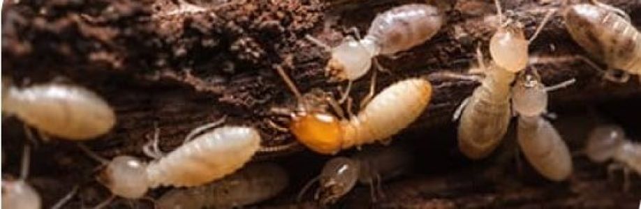 Termite inspection Gold Coast Cover Image