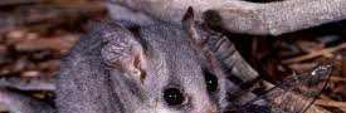 247 Possum Removal Adelaide Cover Image