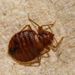 Bed Bugs Control Melbourne Profile Picture