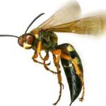 Bee Wasp Removal Canberra profile picture