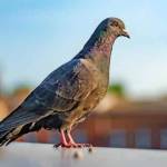 Bird Control Adelaide profile picture