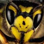 Bee Wasp Removal Perth Profile Picture