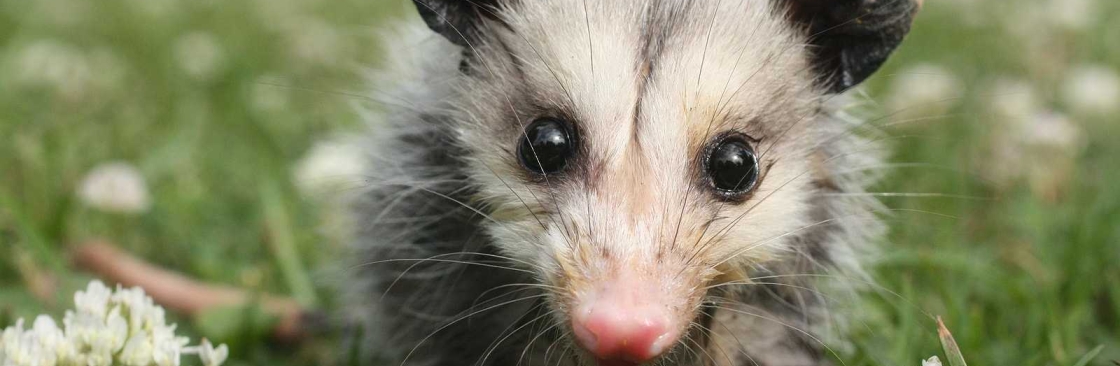 247 Possum Removal Melbourne Cover Image