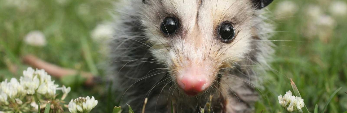 247 Possum Removal Sydney Cover Image