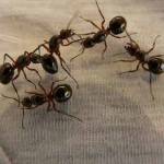Ants Control Adelaide Profile Picture