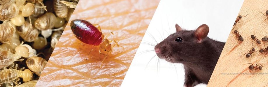 Pest Control Leichhardt Cover Image