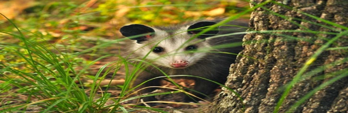 Possum Removal Adelaide Cover Image