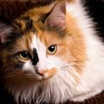 calicocats Profile Picture